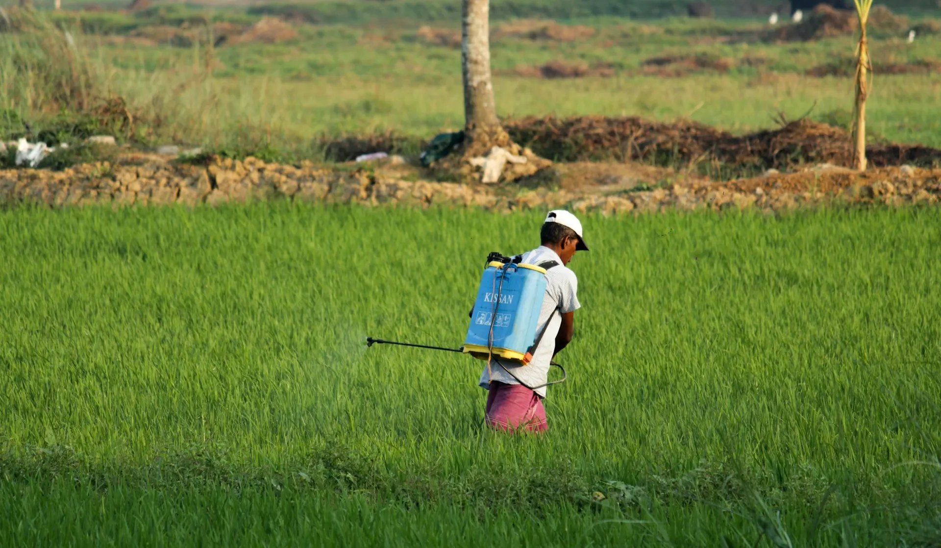 Carbonroot field expert spraying crop in a paddy field