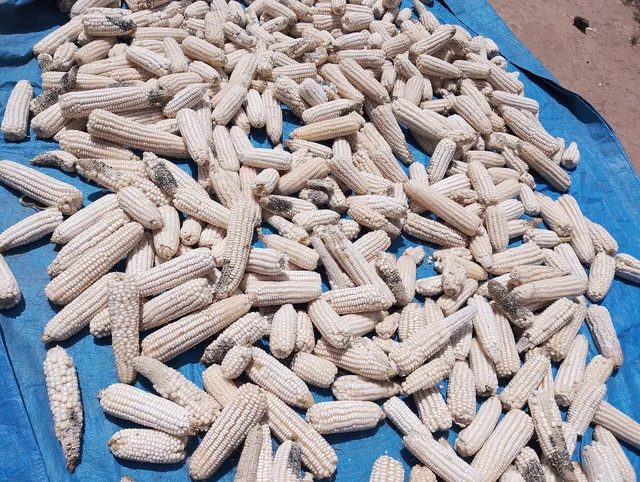 Corn Cobs