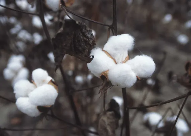 Cotton Stalks