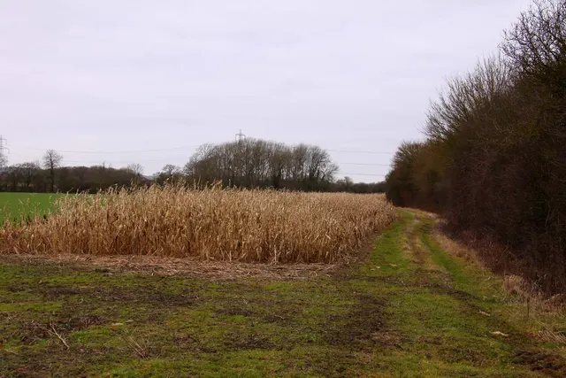 Maize Stalks