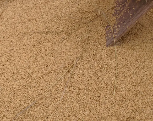Rice Husk