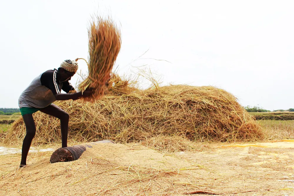 Farmer collecting harvested straw in the field