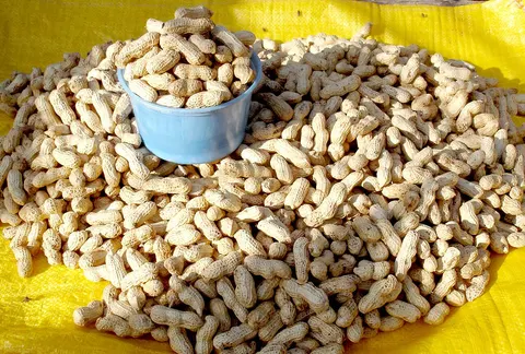 Groundnut crop