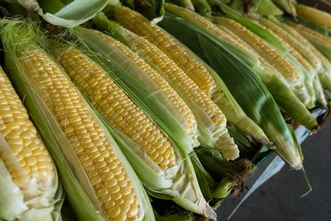 Maize crop