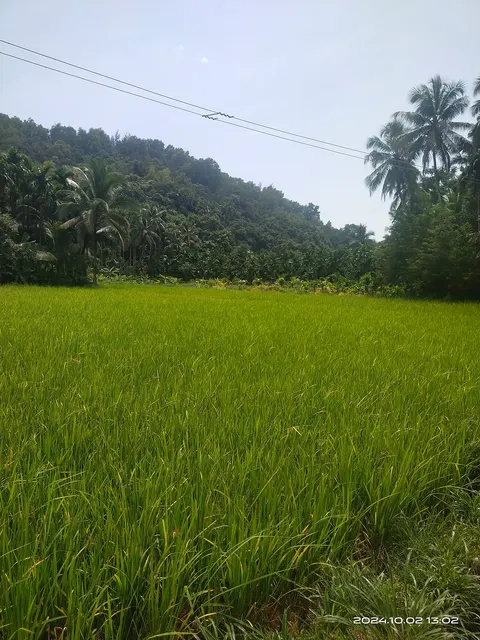Paddy crop