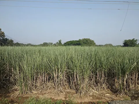 Sugarcane crop