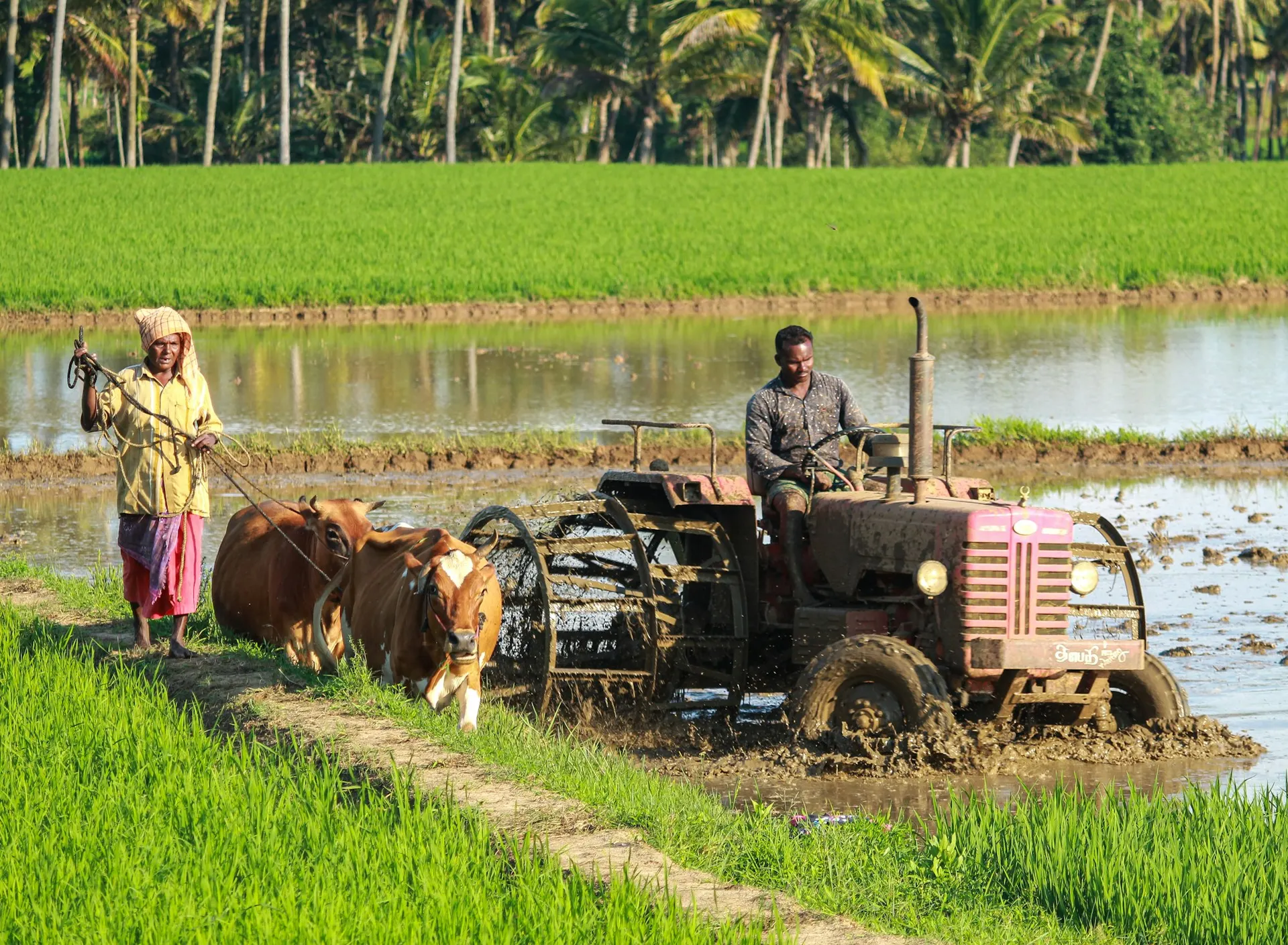 Farmers preparing a paddy field with a tractor and oxen